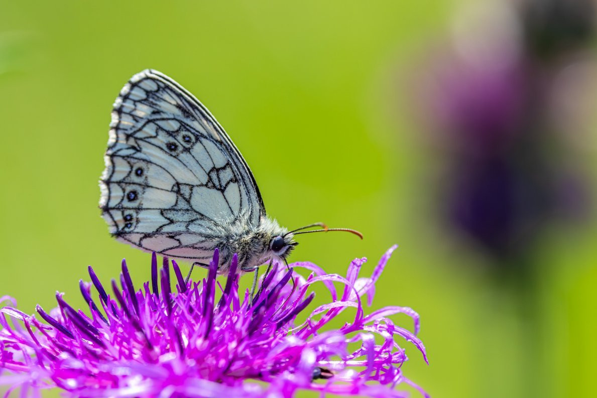 Butterfly on a flower