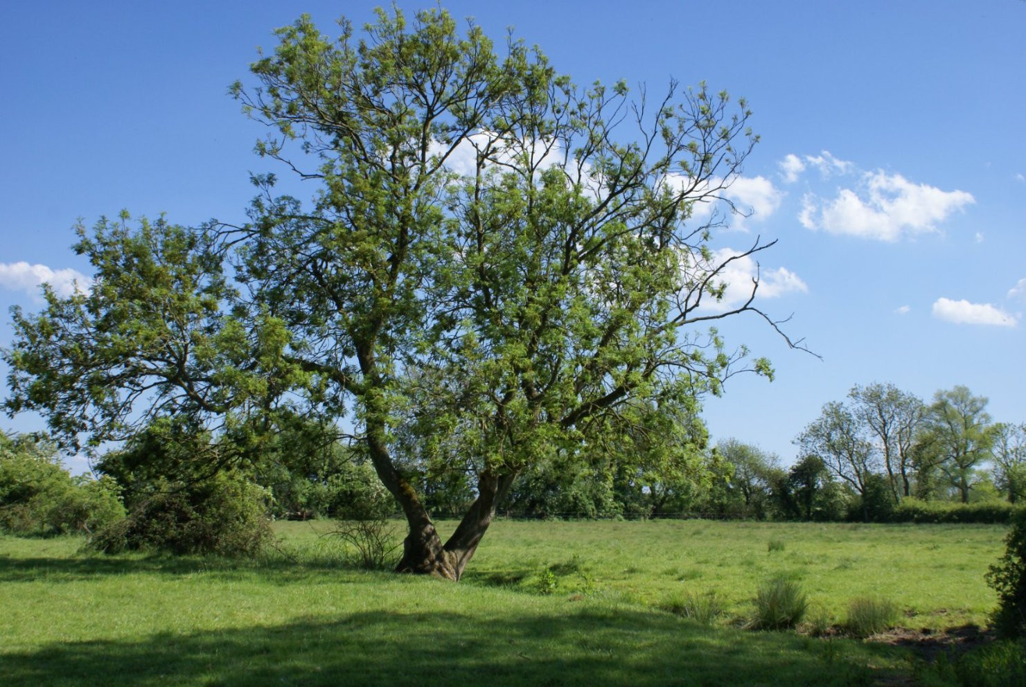 Tree in field