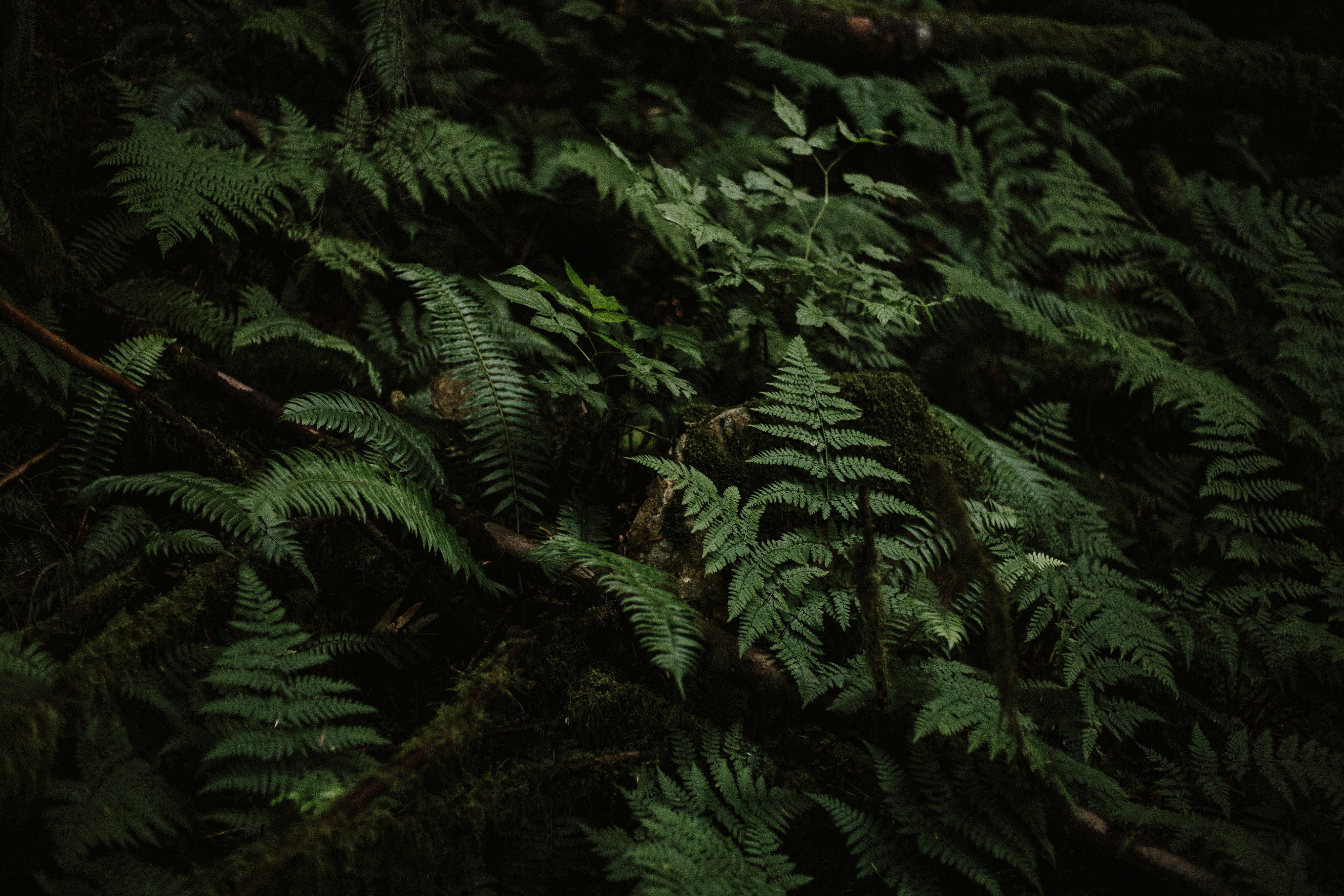Ferns