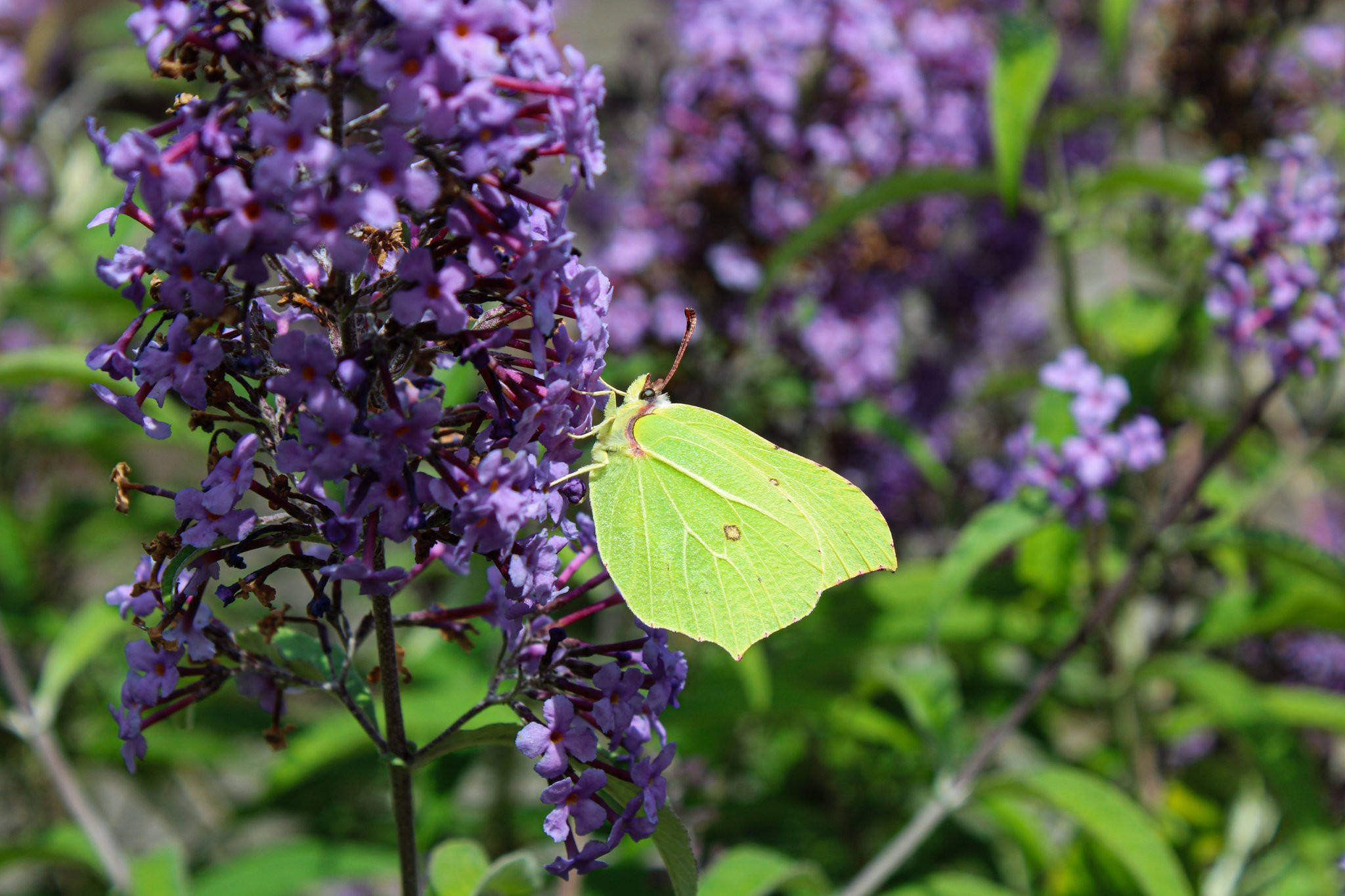 Butterfly on flower