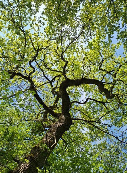 Tree branches