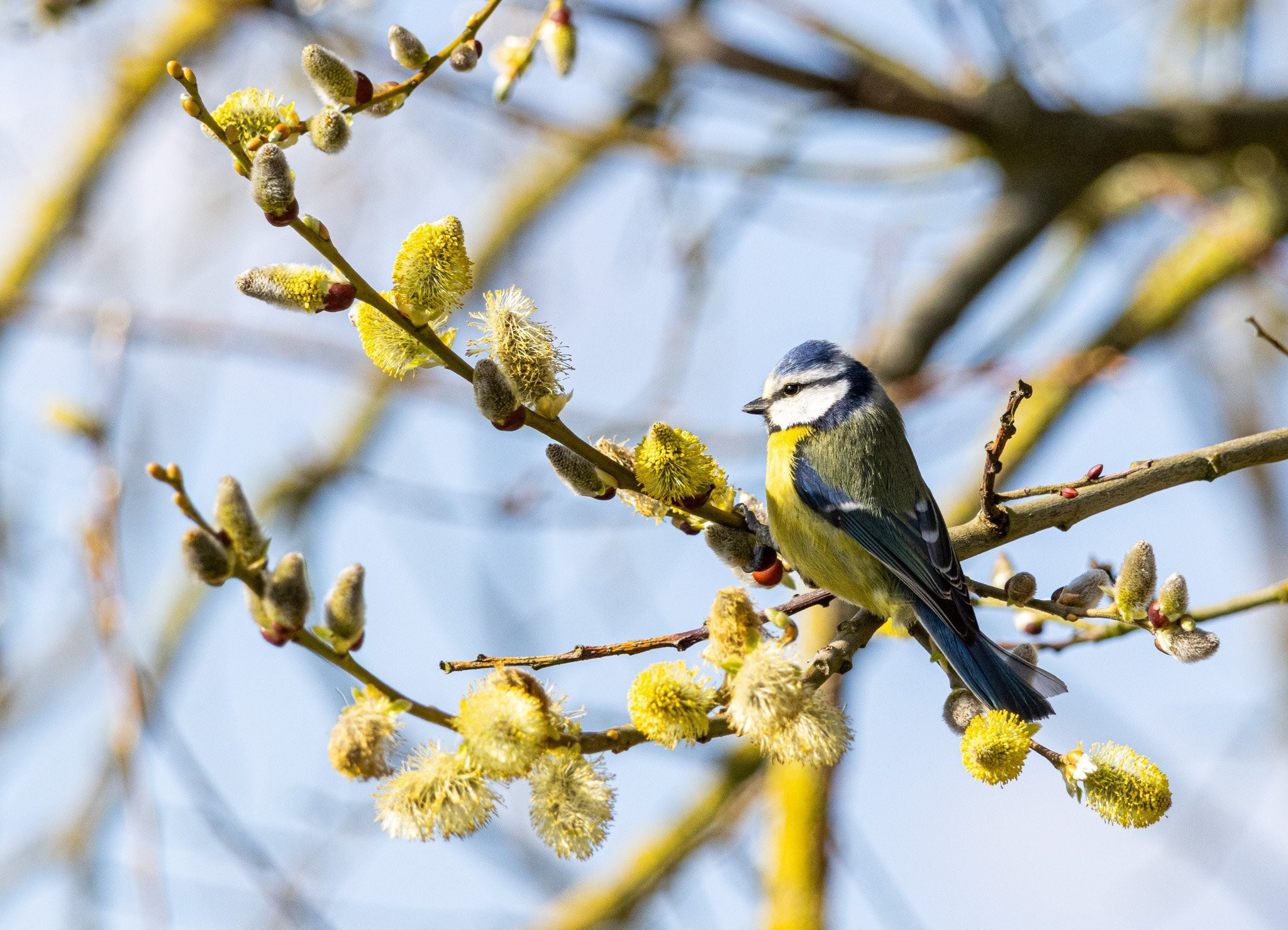 Blue tit
