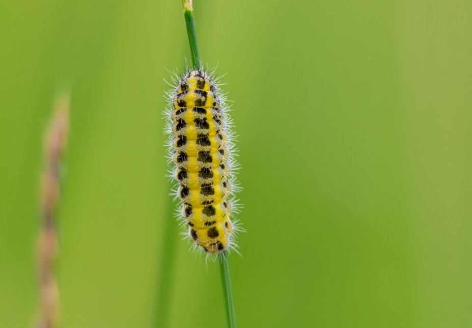 Caterpillar