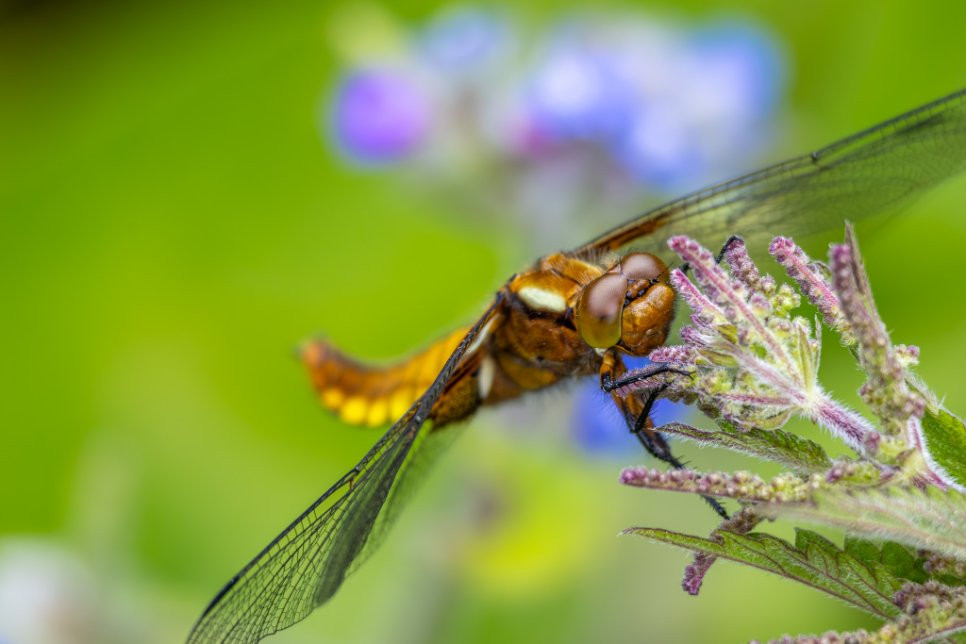 Dragonfly