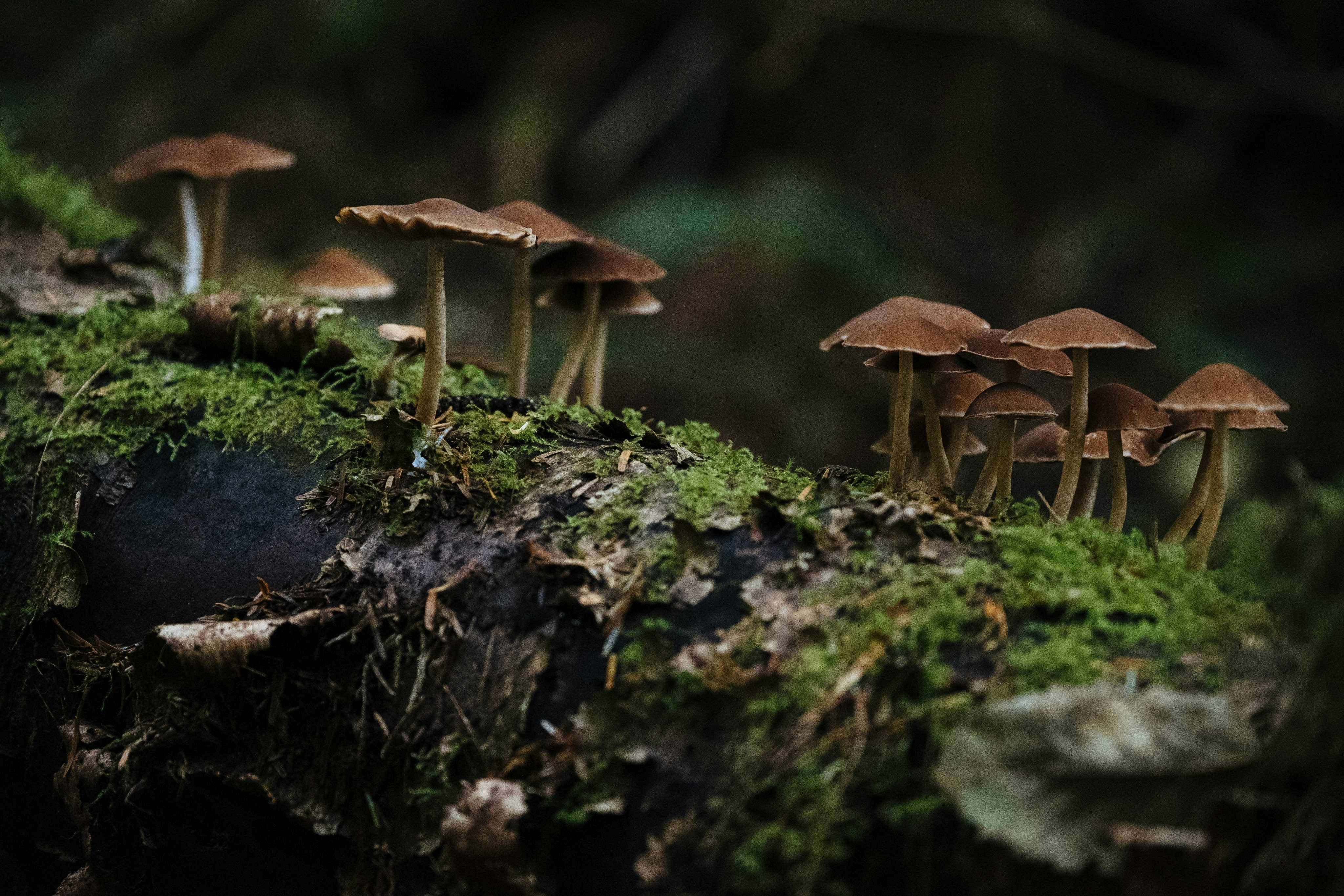 Mushrooms in woodland
