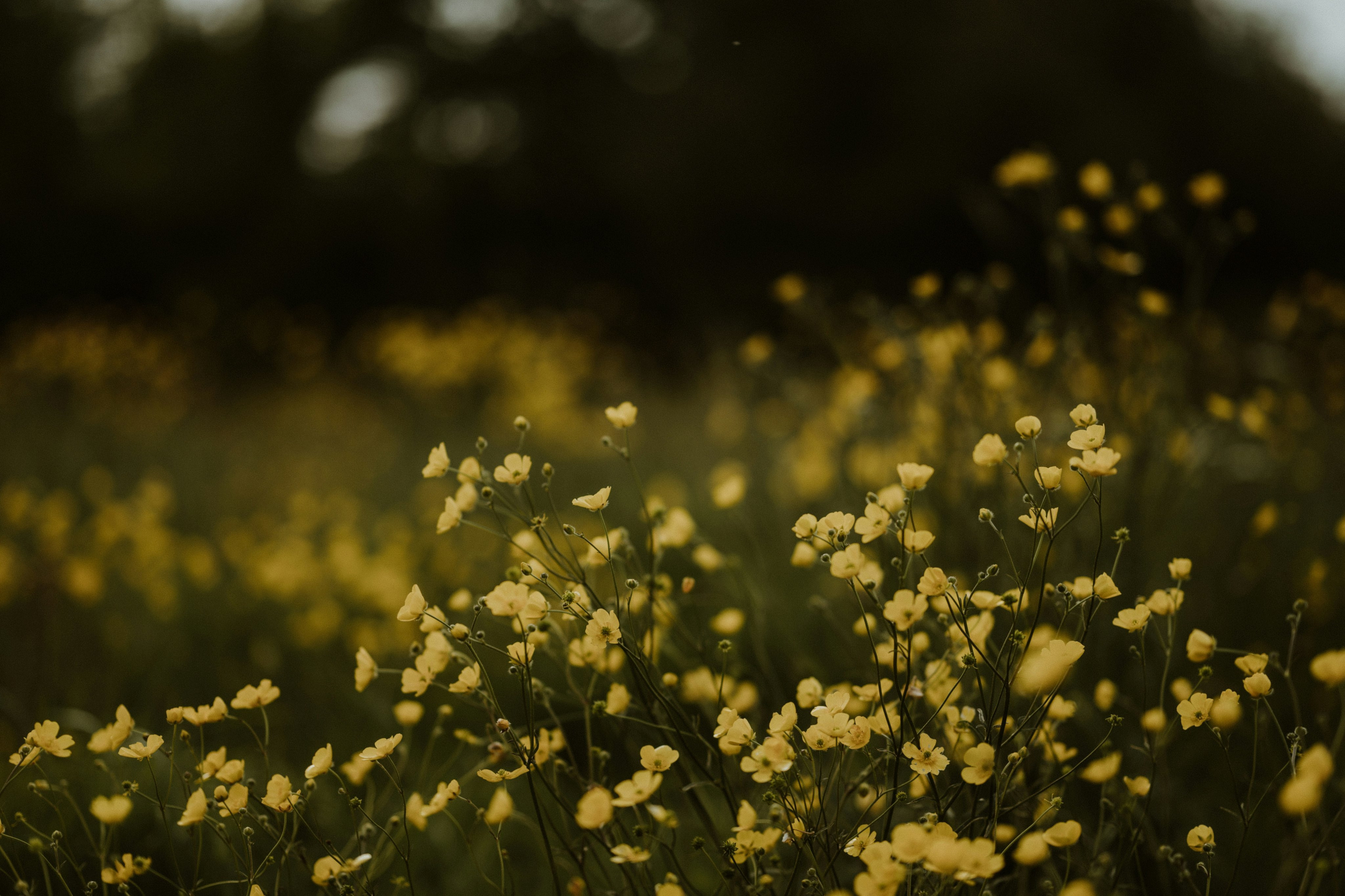 Wildflowers