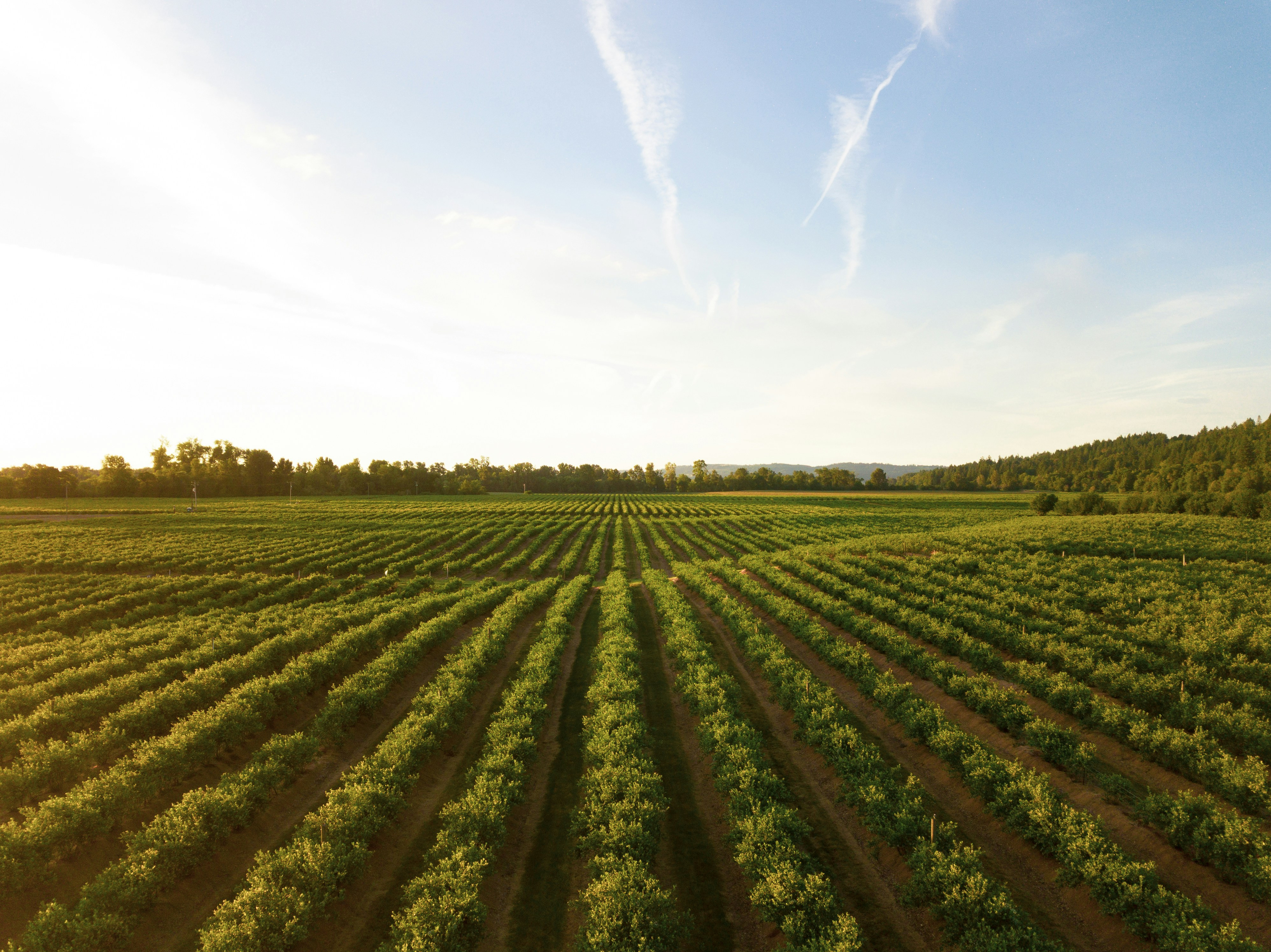 Ploughed field