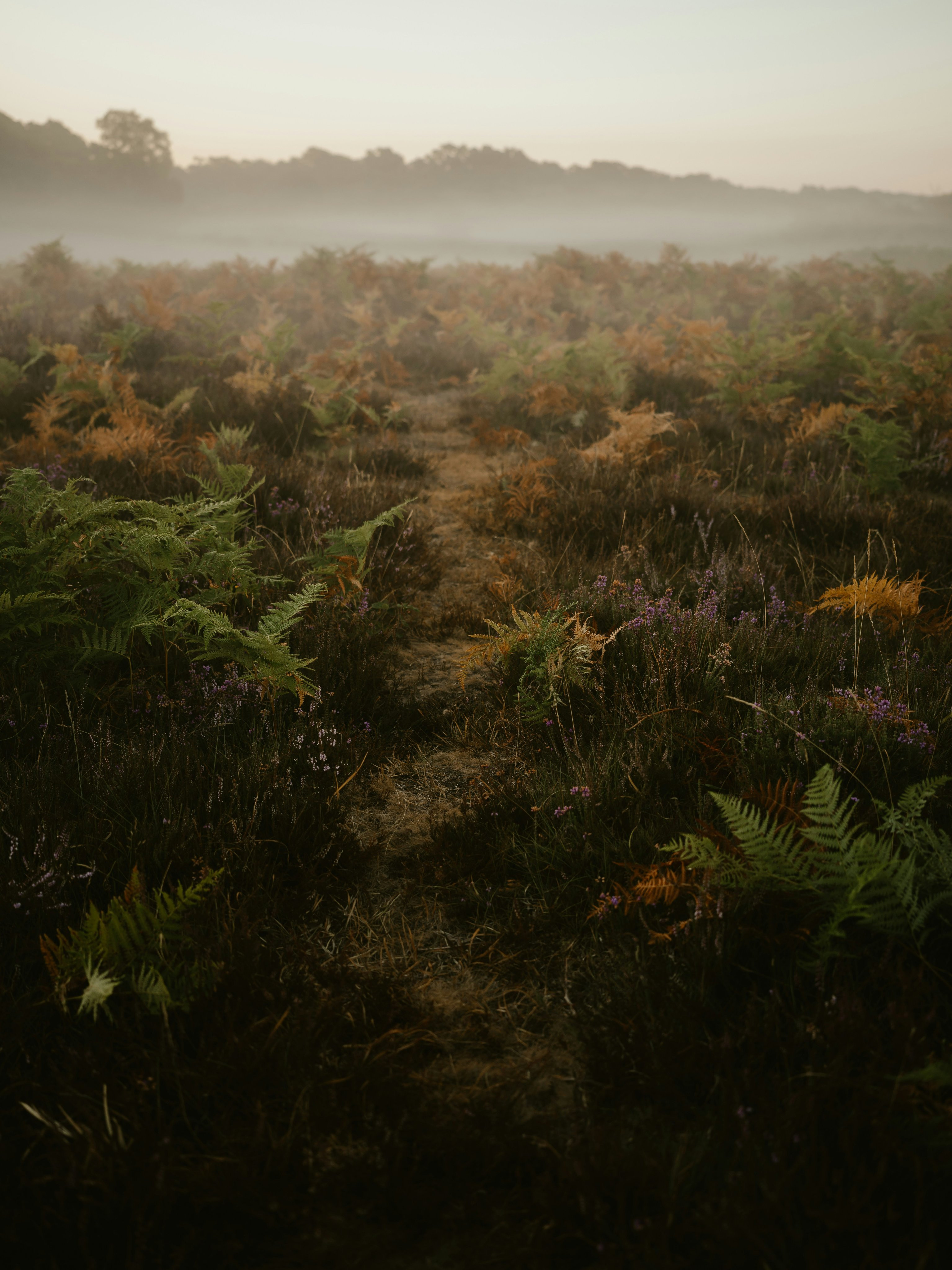 Ferns in a field