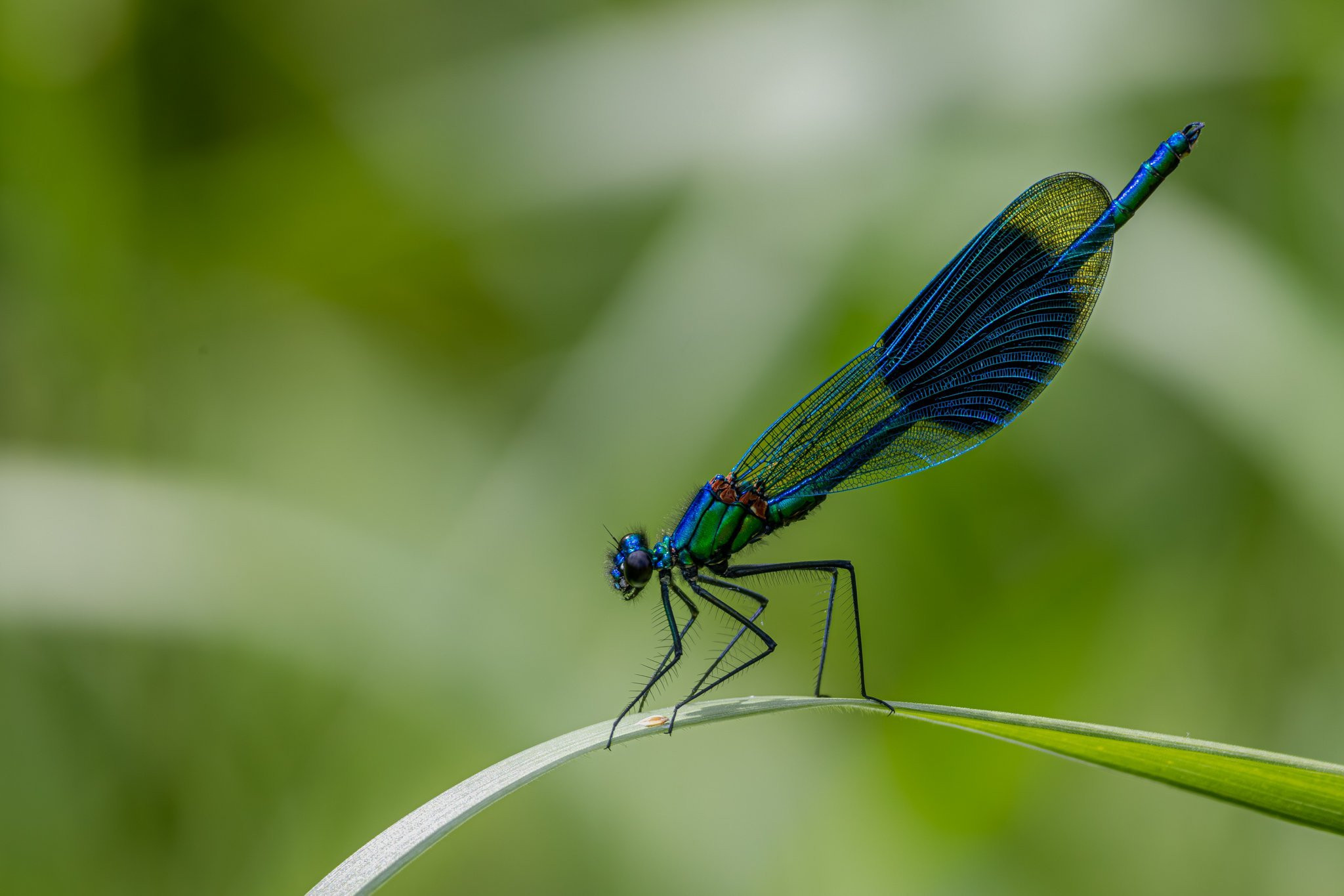 Damselfly
