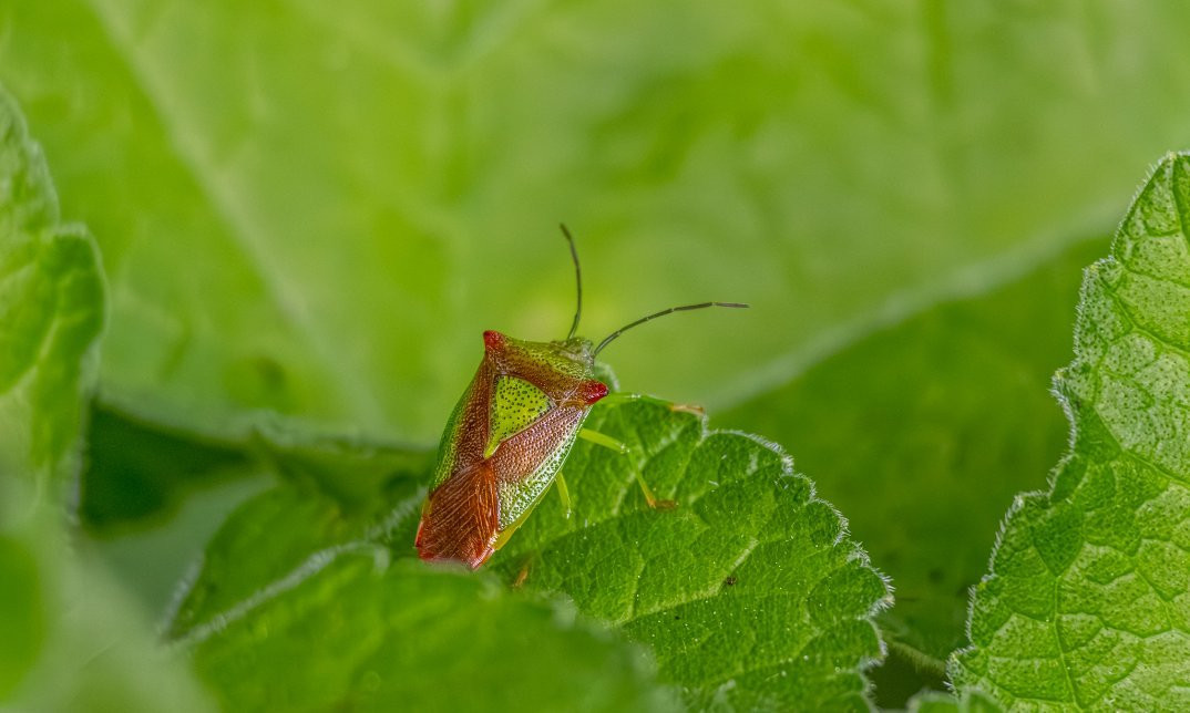Insect