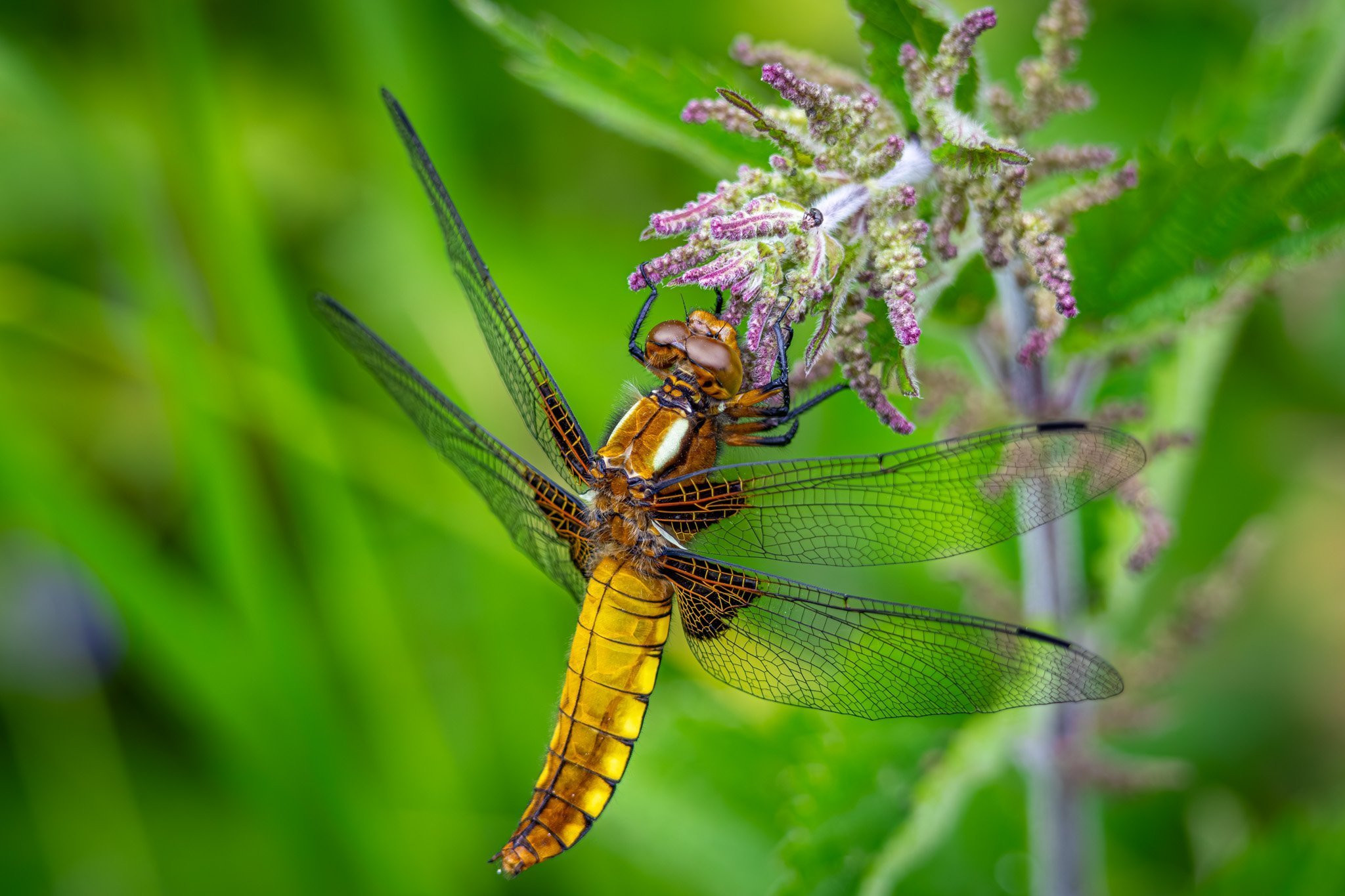 Dragonfly