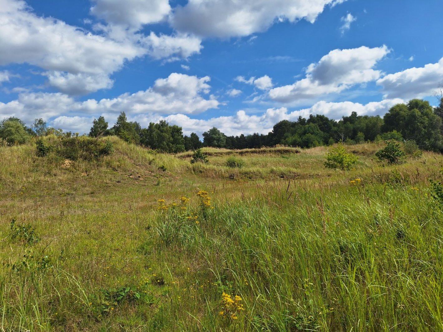 Field